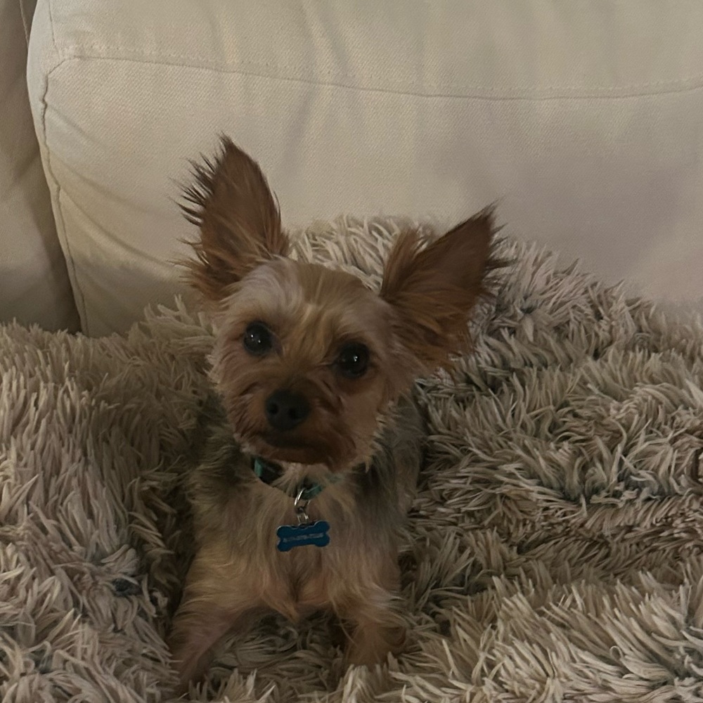 Meet your Posher, Sama